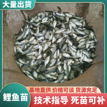 鲤鱼苗，特色养殖鲤鱼苗，大量出售了，欢迎订购