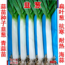 蒜苗种子韭葱籽洋赫苗扁叶葱耐热耐寒春秋种植