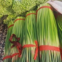 河南蒜苔红帽蒜薹基地直发对接电商市场商超