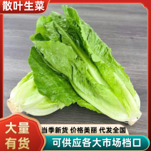 散叶生菜，当季现货新鲜采摘，产地直发品质保证，欢迎来采购