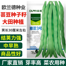 青绿条高产芸豆种子雅芸3号耐热耐寒芸豆角种籽架豆种子大全