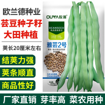 绿白条高产芸豆种子籽耐热耐寒无筋豆宽扁四季豆芸豆种子大全