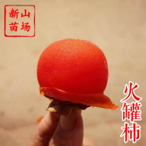 【小火罐柿苗】软柿吊红柿饼火葫芦灯笼涩柿挂树期长火晶柿子