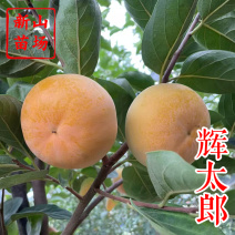 辉太郎新品种辉太郎早熟脆柿日本脆甜柿子树苗