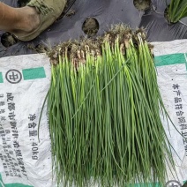 四川大量小葱供应品质上乘欢迎来电洽谈诚信经营来电优惠
