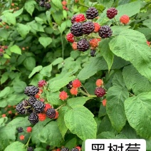 【黑树莓】哈瑞太兹金秋福新品种黄泡双季黄红智利黑树莓苗