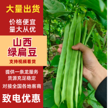 山西扁豆，绿扁豆！大量上市，海量货源，整车发货，代发全国