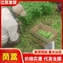 精品茼蒿淮安本地茼蒿一手货源产地直发视频看货