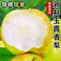 河北玉露香梨一件代发产地直发一手货源对接各大电商平台