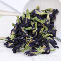 蓝蝴蝶蝶豆花蓝蝴蝶花蝶豆花茶蝶豆花蓝蝴蝶