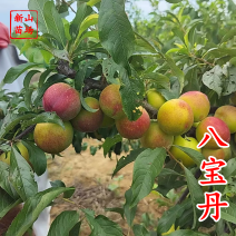 八宝丹李早熟黄肉小红宝石李苗脆甜丰产离核易管理李子
