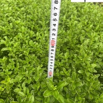 金边六月雪杯苗批发成都金边六月雪基地四季常绿量大价优