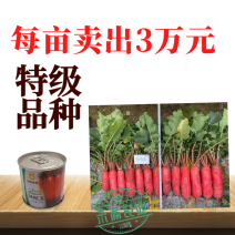 世农高端红玉红萝卜种子红皮白肉白心萝卜种子原装秋播耐寒秋