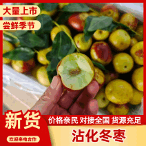冬枣&沾化冬枣/沾化产地直供/现货随到随装/欢迎来电咨询