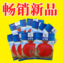 精选优质圆萝卜种子水果萝卜种籽红皮白肉秋季蔬菜种植大田种