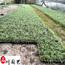 四川玉龙草基地直供日本矮生麦冬批发地被绿化量大价优