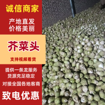 山西晋中水洗芥菜头大量有货，整车发货，视频看货欢迎致电