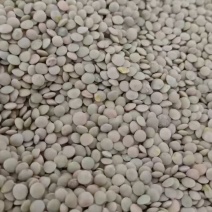 小扁豆对接各大平台诚信经营质优价廉电联详谈