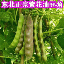 紫花油豆角/东北油豆角/产地直发（可代发全国）量大从优