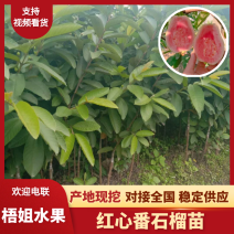 【芭乐苗】广西四季红心番石榴苗基地直发质量保证欢迎采购