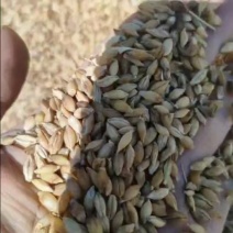 【推荐】甘肃青稞产地直发一手货源整车发货欢迎来电咨询