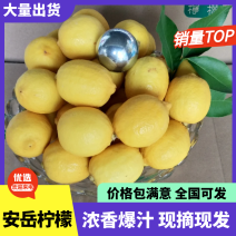 安岳柠檬黄柠檬奶茶店直供一件代发整车批发各大电商网店