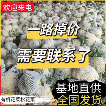 松花菜&白面青梗/产地大量现货供应中/全国发货/欢迎来电