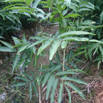 无患子容器苗