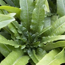 油麦菜无虫眼价格合理对接全国供货量大
