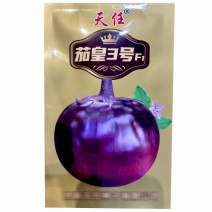 茄皇3号紫红圆茄子种子早熟白肉光泽好大田基地品种