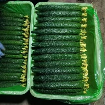 莘县黄瓜鲜花现货现发品质保证量大价优欢迎各位老板前来咨询