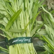 新品发货空心菜对接市场商超欢迎来电