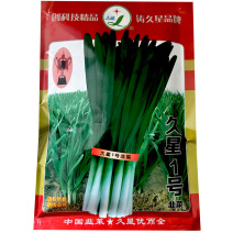 久星1号韭菜种子叶宽直立抗病抗寒休眠基地专用品种
