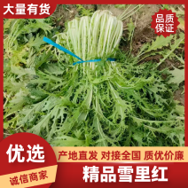 湖北省钟祥市雪里红/地头发货/工厂货/市场货/电商货。