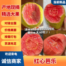 芭乐红心芭乐大量有货清甜可口品质优现摘现发基地直供