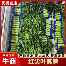 【好评超多】红尖叶莴笋基地海量货源全国发货欢迎来电