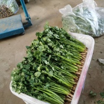 铁杆青香菜大量有货产地直发对接各大商超市场