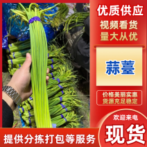 精品白帽蒜苔，精加工白帽蒜苔，一吨起批，随时有货