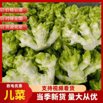 【儿菜】颜色翠绿净菜毛菜上车提供网袋纸箱周转筐泡沫箱