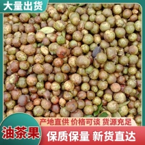 【油茶果】湖南鲜货野生油茶果皮薄出油率高油质好承接加工