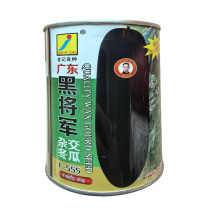 广东黑将军杂交黑皮冬瓜种子F-555早生抗病新种子