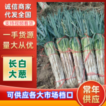 供应长白大葱产地直发货源充足诚信合作欢迎选购
