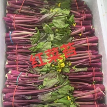 安徽精品红菜苔即将上市现摘现发品质保证欢迎来电洽谈