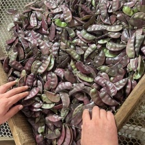 精品红扁豆品质保证产地直发价格优惠量大从优