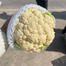 松花菜菜花湖北宜昌基地直供质量上乘一手货源全国发货