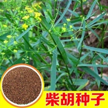 新北柴胡种子耐寒耐旱效益稳定包邮