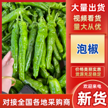 推荐鲜辣椒301辣椒泡椒产地一手货源量大从优供商超