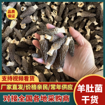 【精选】羊肚菌干货剪柄去泥肉质细嫩营养丰富欢迎咨询选购