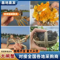 精选大闸蟹湖北洪湖市大闸蟹原产地直供包邮量大价优河蟹