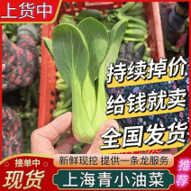 【上海青/小油菜】产地直供/常年批发/全国发货/量大从优